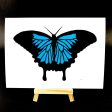 Ulysses Butterfly Cheap